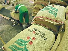 咖啡生豆价格暴跌 拉美咖啡产业陷危机农民放弃种植