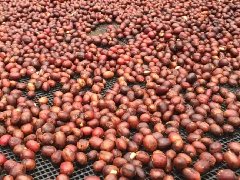 咖啡生产新模式探索：农民不卖咖啡豆改卖整颗咖啡果实比较好？