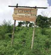 瑰夏村金标、红标、CHAKA查卡批次瑰夏咖啡风味特点对比