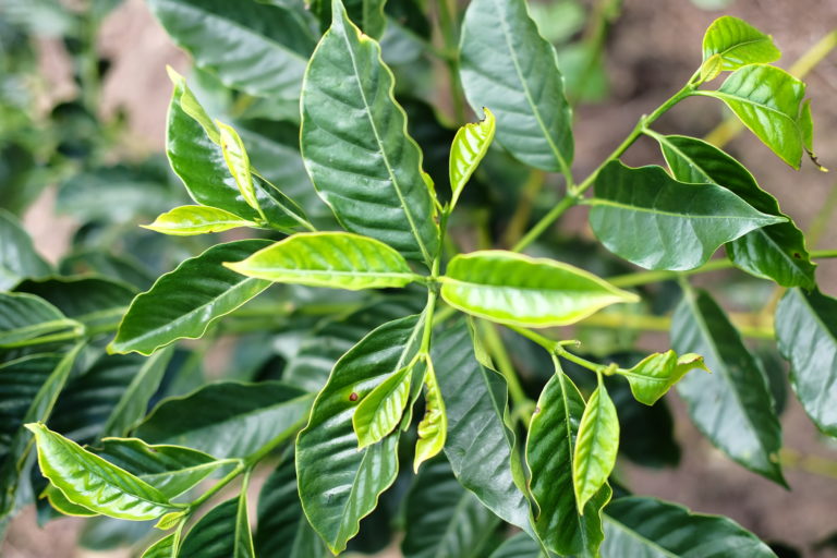 尴尬的有机认证咖啡——一定要有「认证」才是真「有机」吗？