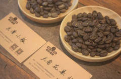 云南铁皮卡和卡蒂姆的风味有什么不同 云南咖啡豆有哪些品种