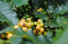 公豆咖啡是猫屎咖啡吗？peaberry猫屎咖啡是什么意思？