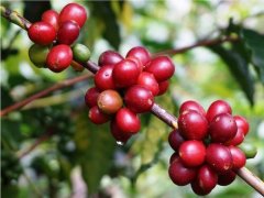luckin咖啡热量排名  瑞幸新品测评：青提燕麦拿铁厚乳拿铁好喝吗