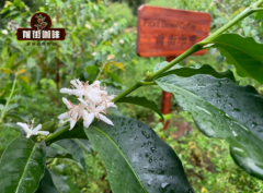 卡蒂姆咖啡品种 如何冲煮中国云南卡蒂姆小粒咖啡？