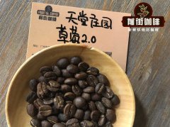哥伦比亚考卡产区精品咖啡豆 手冲天堂庄园草莓2.0风味特点