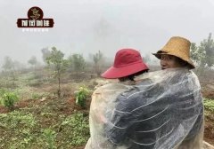 中国云南精品咖啡产业发展 如何冲煮云南铁皮卡品种小粒咖啡豆？
