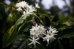 蜜处理瑰夏咖啡豆 巴拿马波奎特产区蜜处理瑰夏手冲冲煮比例