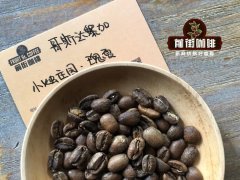 哥斯达黎加瑰夏咖啡豆冲煮 小烛庄园瑰夏咖啡豆手冲冲煮水温建议