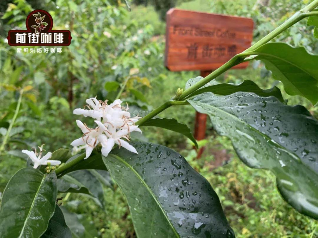 云南小粒咖啡品种卡蒂姆的风味口感特点 云南咖啡豆产地排名档次介绍
