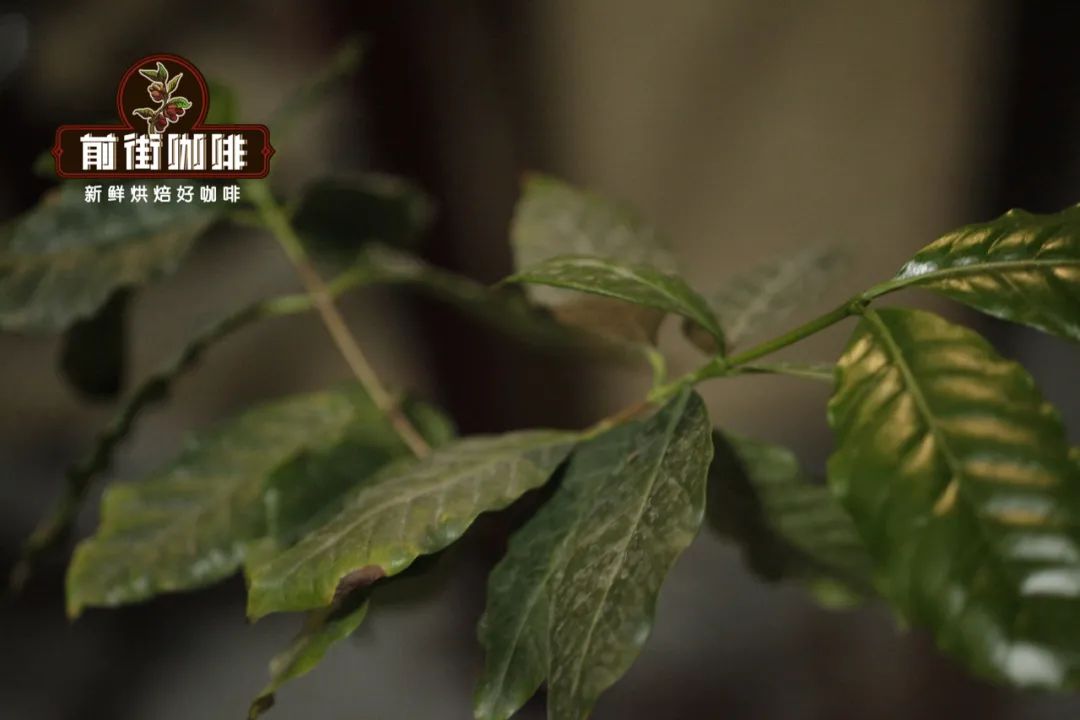 波旁咖啡豆介绍 波旁咖啡是什么品种 巴西波旁咖啡好喝吗