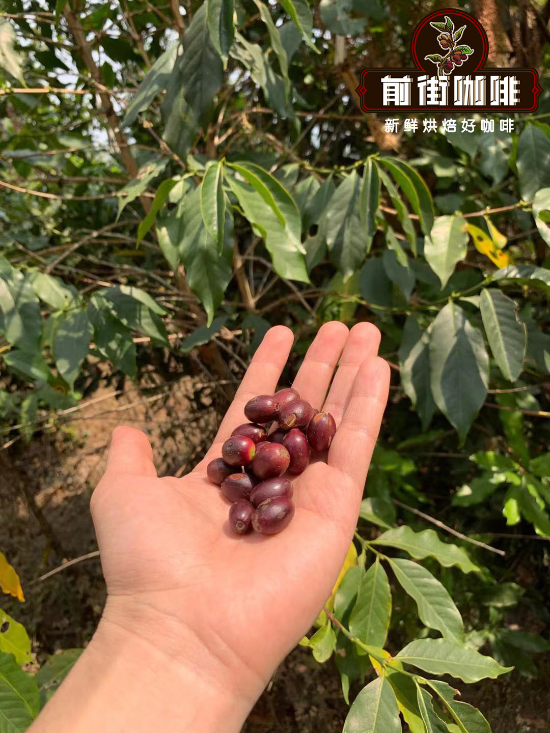 云南咖啡豆品种 铁皮卡和卡蒂姆品种咖啡冲煮口感风味特点的区别