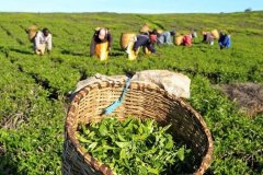 初摘茶产量低可能会降低大吉岭优质红茶的供应量