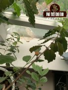 高海拔咖啡会比低海拔好吗？种植海拔怎么影响咖啡及其风味?