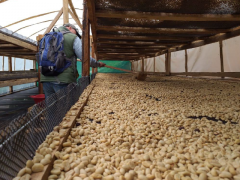 秘鲁十大咖啡产区 不同产区多样化咖啡豆巧克力酒香风味口感特点