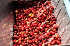 二氧化碳浸渍咖啡豆与厌氧处理咖啡豆风味口感特点区别介绍