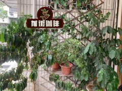 咖啡是怎么来的？成长需要多长时间？咖啡豆果实和种子长什么样？
