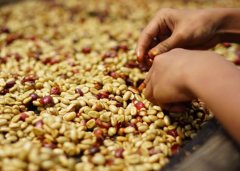 焦糖风味的咖啡豆 美国唯一生产咖啡豆产地夏威夷科娜咖啡豆处理