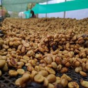 什么是绿咖啡豆 为什么绿咖啡豆这么受欢迎？它有什么用途和好处