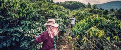 传统肯尼亚咖啡豆加工方法风味 肯尼亚Kiambu咖啡种植者团队故事