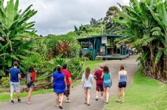 夏威夷咖啡种植园介绍 科娜咖啡农场之旅最佳时期探索咖啡工厂
