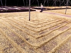 萨尔瓦多咖啡豆加工处理方式 萨尔瓦多莱穆斯庄园黑蜜处理咖啡风