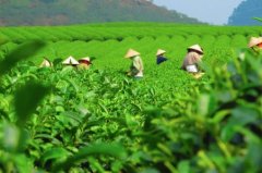 口粮茶和高端茶的区别 精品特种红茶的杯测流程方法及教程