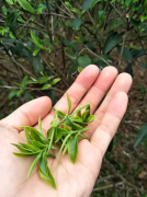 大吉岭产地庄园红茶等级标准规则 大吉岭红茶为什么是茶粉末？