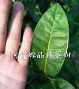 大吉岭小叶种红茶与云南大叶种黑茶区别 大吉岭茶树品种B157风味
