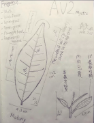 哪种茶树品种茶好喝？无性系繁殖茶叶是未来发展趋势 大吉岭AV2