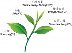 红茶中橙黄白毫属于什么茶  大吉岭FOP和BOP是什么等级划分