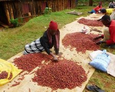 咖啡产地对精品咖啡豆味道影响 卢旺达单品咖啡品牌推荐气候友好