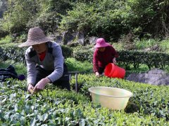 茶叶什么时候采摘最合适好喝 几月份茶叶质量最好一年采摘时间表