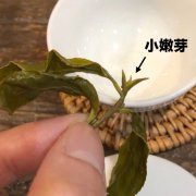 冬片属于什么茶 冬茶与每个季节的茶叶有什么不同风味区别特点