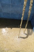 墨西哥湿法加工咖啡豆风味口感特点 墨西哥咖啡业现存环境问题