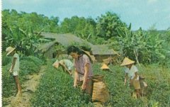 台湾四大名茶分别有哪些品牌的口感最香 台湾最好的红茶排名