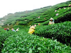 印度大吉岭红茶的特点 大吉岭哪种红茶好喝什么味道及口感描述