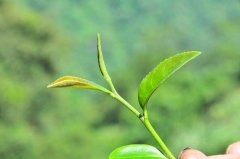 东方美人是什么档次的茶 台湾东方美人乌龙茶品质特征口感怎么样