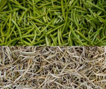 白茶的种类属于什么茶绿茶吗？白茶特点有哪些怎么喝才正确方法