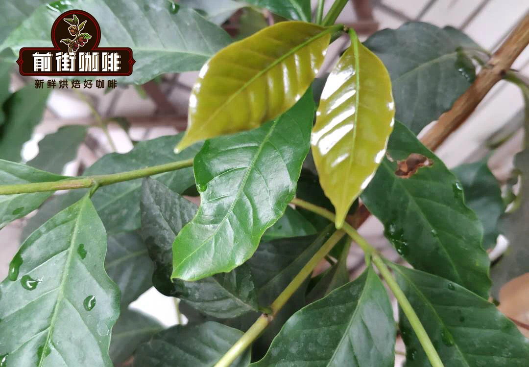 常见三种咖啡豆种历史文化故事 阿拉比卡咖啡豆品种风味特点介绍