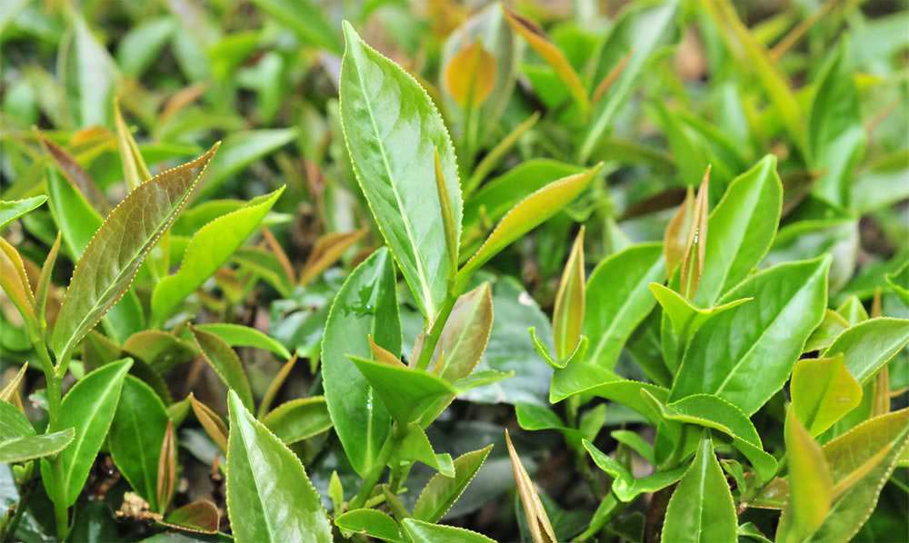 喝茶推荐什么茶叶？金萱乌龙茶四季春茶梨山乌龙茶蜜香口感