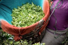 茶叶和咖啡哪个咖啡因含量更高更健康 大吉岭红茶的五大种类特点
