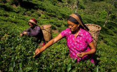 世界四大红茶包括哪些哪个最好喝 阿萨姆和大吉岭红茶的口味区别