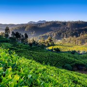 世界四大名茶的锡兰红茶怎么做奶茶才不苦涩 锡兰红茶冲泡方式
