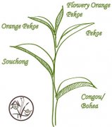 国际红茶的等级划分标准如何区分详解 红茶等级最好的是几级？