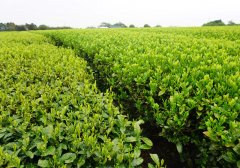 传统的日本顶级绿茶是宇治绿茶 日本绿茶为什么是碎的怎么喝？