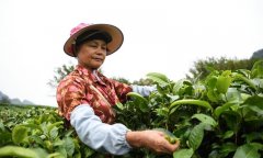 广东本地哪里的茶叶最出名 英德红茶英红九号十大名牌茶叶排名