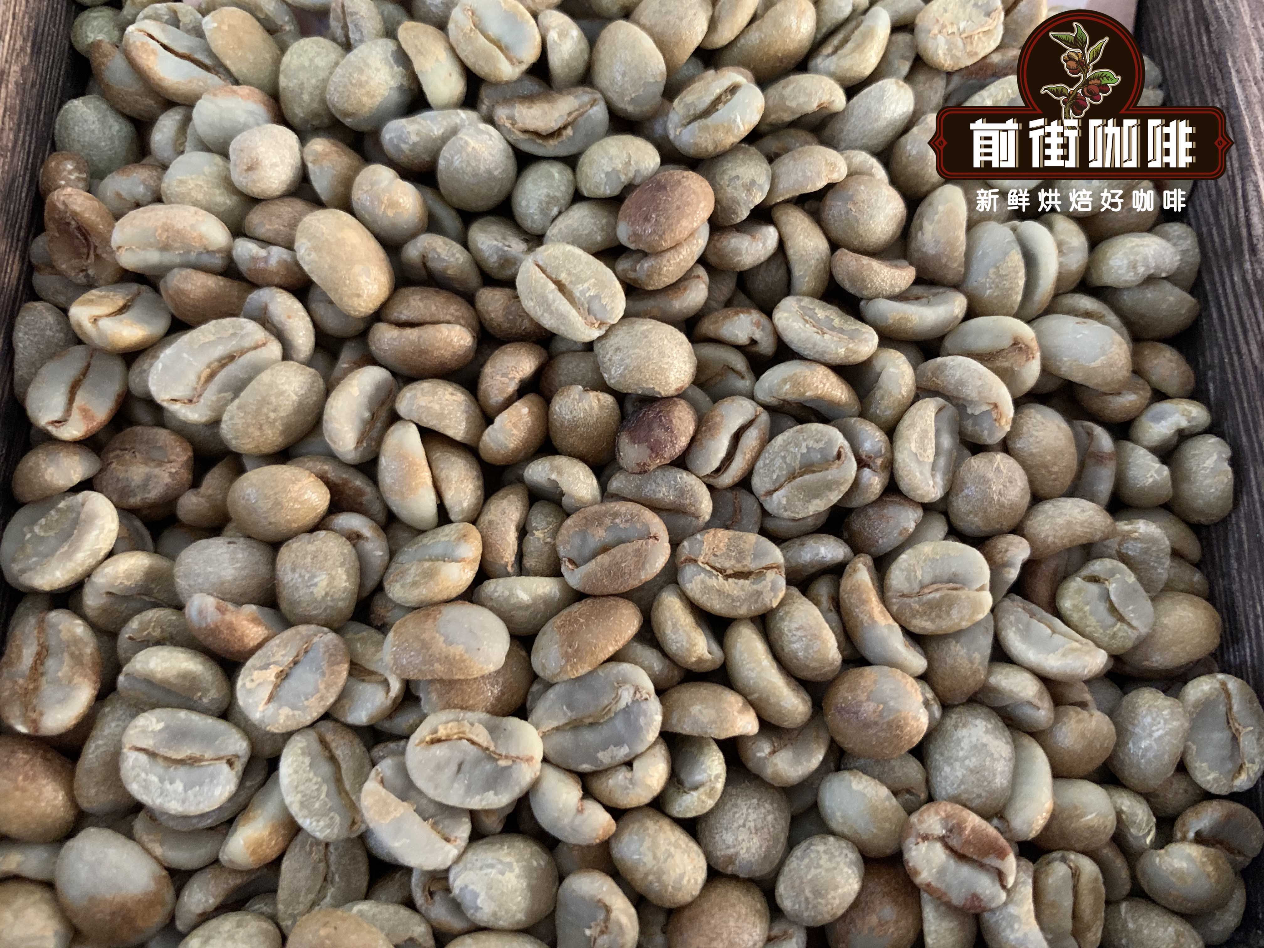 卡杜艾品种咖啡历史故事口感风味特点介绍巴拿马波奎特精品咖啡豆