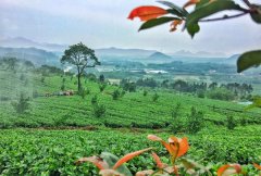 英红九号红茶多少钱一斤？英德红茶英红九号什么牌子正宗？