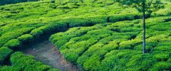 英德红茶英红9号茶叶属于什么档次的茶 英德红茶的口感特点描述