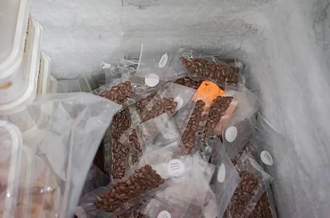 咖啡豆要放冰箱保存吗？咖啡豆冷冻保存的原理新鲜咖啡豆怎么储存